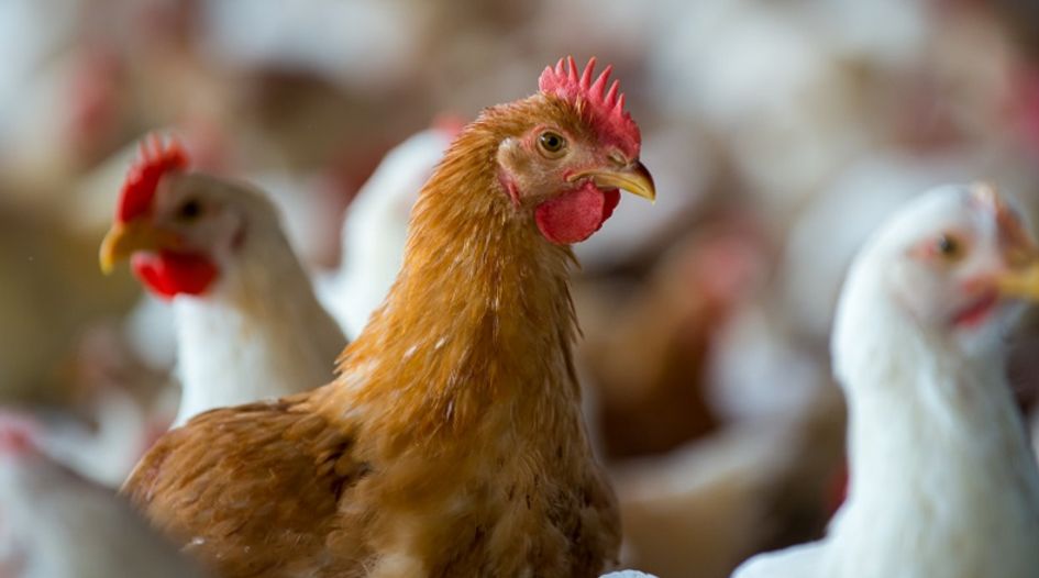Holding company ups stake in Mexican poultry group Bachoco