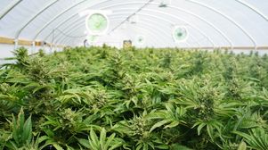 California court allows cannabis company to sell assets in bankruptcy