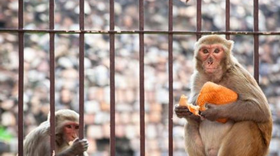 “Monkeys fighting over bread”: Indian court lifts anti-arbitration injunctions