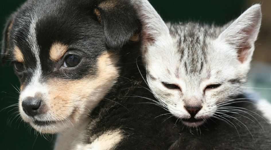 Puppies or kittens? Practitioners show support for arbitrator preference questionnaire