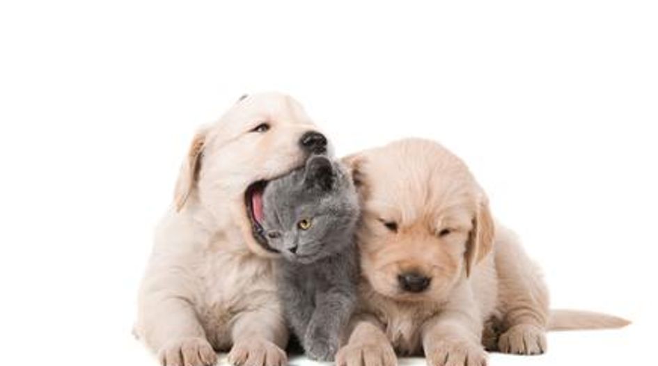 Does your arbitrator prefer puppies or kittens?