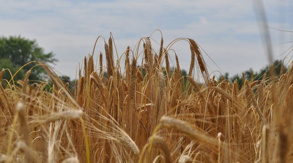 Competition concerns brewing in Mexico’s malt barley market