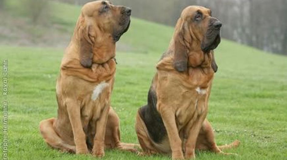 Royal canin outlet bloodhound