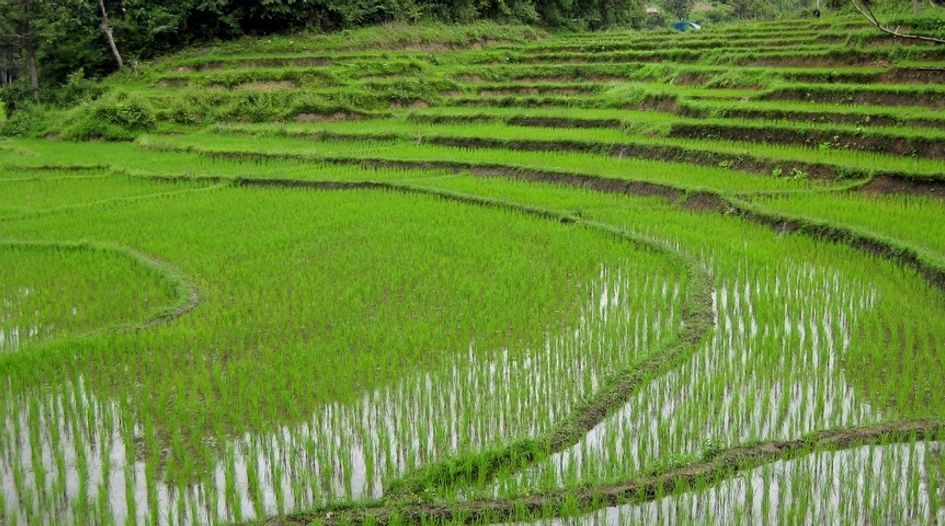 Rice cartel suspected in Indonesia