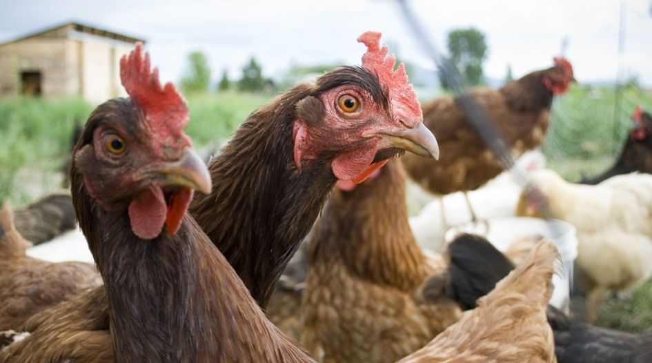 Pakistan scolds poultry cartel