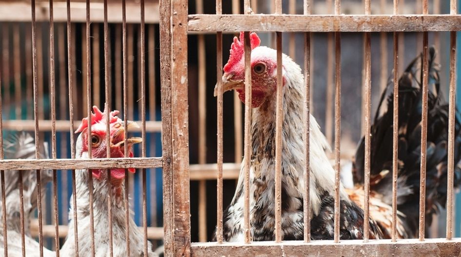 Indonesia fines chicken cartel
