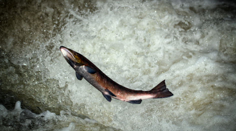 Non-use revocation of TRUE NORTH - victory for the small fish in a big ...