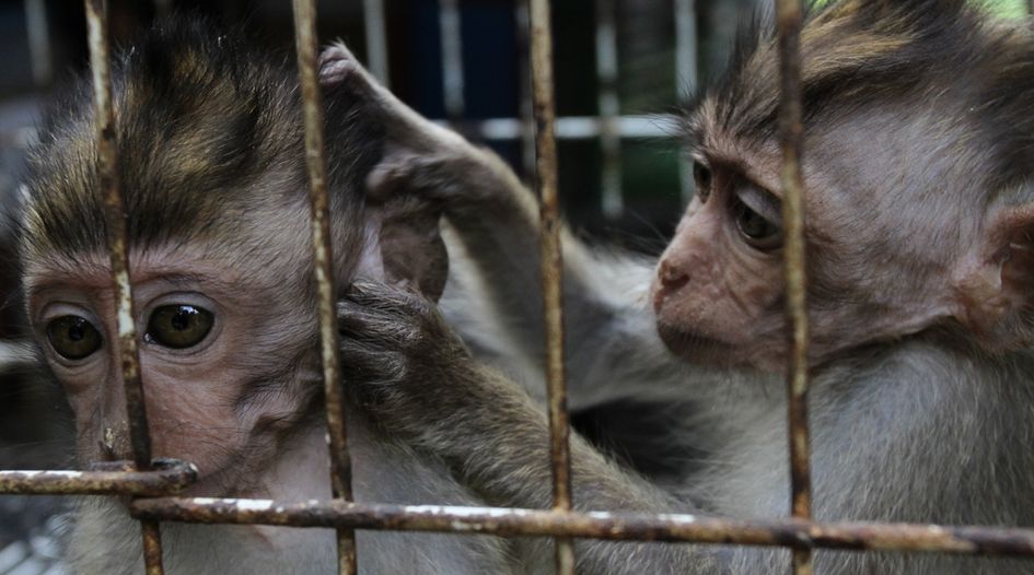 SEC probes potential bribery scheme linked to monkey imports - GIR Just ...