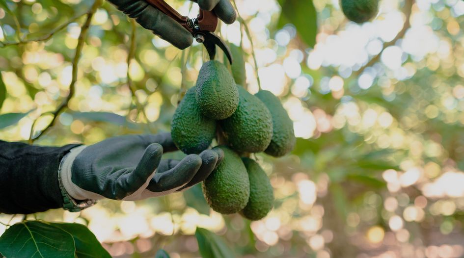 Nicaragua defeats claim over seizure of avocado farm