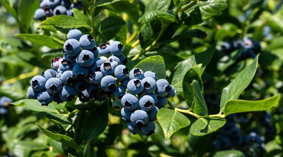 Rebaza Alcázar and Echecopar steer Camposol loans