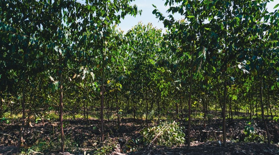 Brazilian timber company buys forestry assets in Uruguay